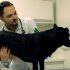 Cachorro vomitando espuma branca: o que pode estar por trás do sintoma?