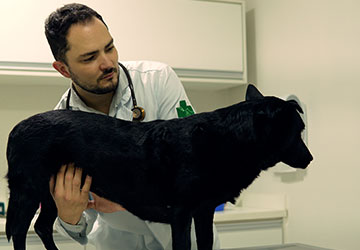 Cachorro vomitando espuma branca: o que pode estar por trás do sintoma?