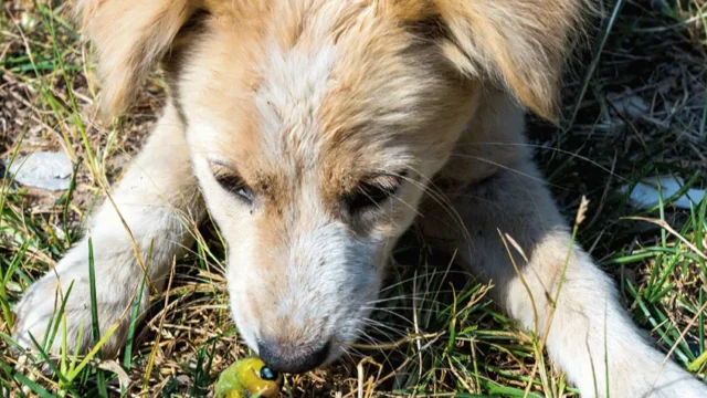 Remédio de verme para cachorro exige cuidados que muitos tutores desconhecem