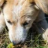 Remédio de verme para cachorro exige cuidados que muitos tutores desconhecem