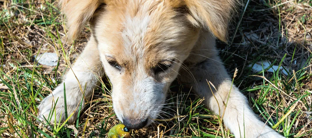 Remédio de verme para cachorro exige cuidados que muitos tutores desconhecem