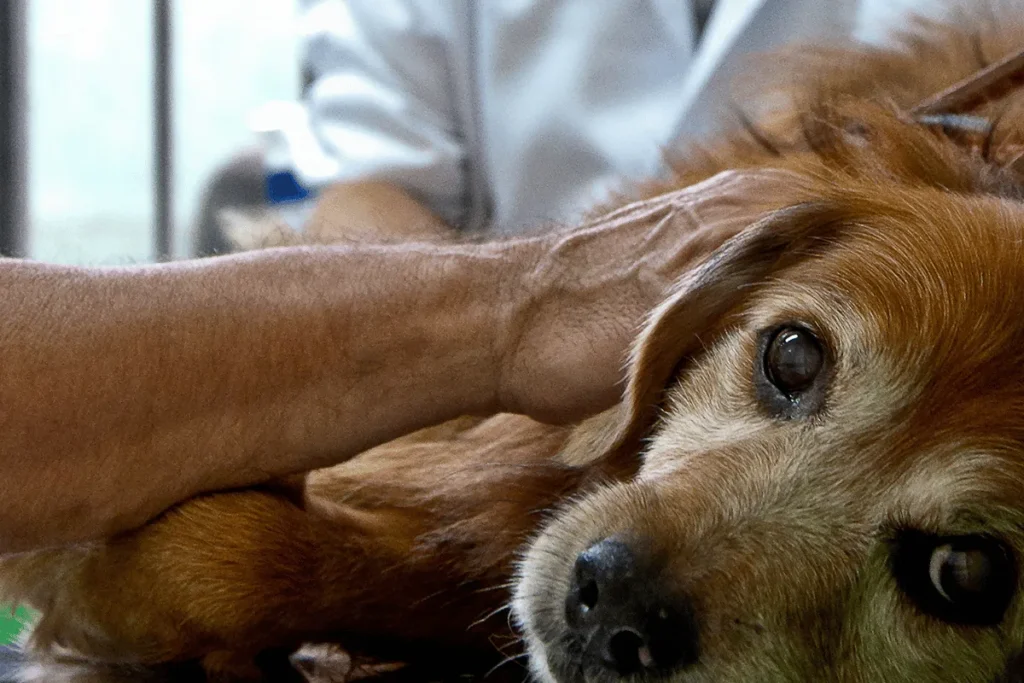 Cachorro com olhar triste sendo avaliado por veterinário