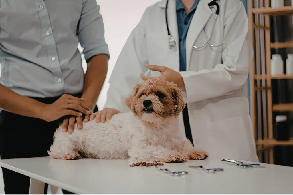 Cachorro sendo avaliado por especialistas