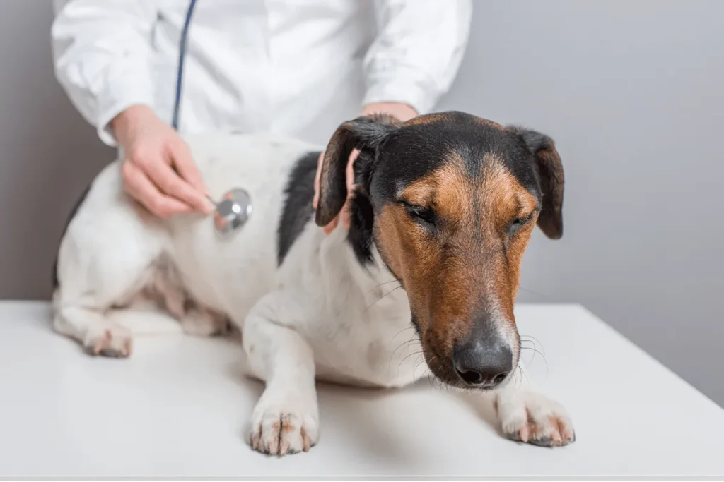 Cachorro com expressão triste sendo avaliado por médico veterinário