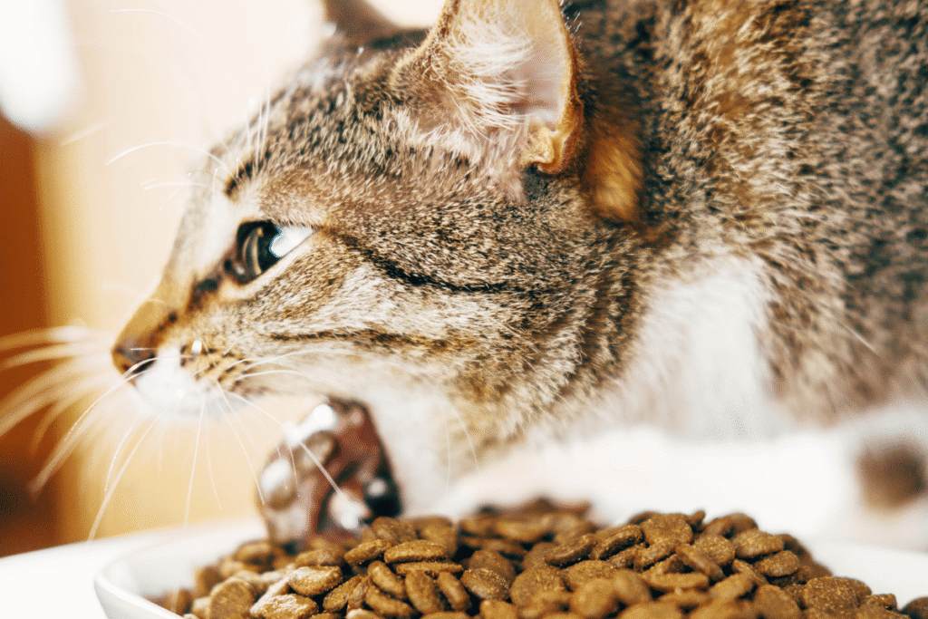 Gato com a boca aberta perto de prato de ração