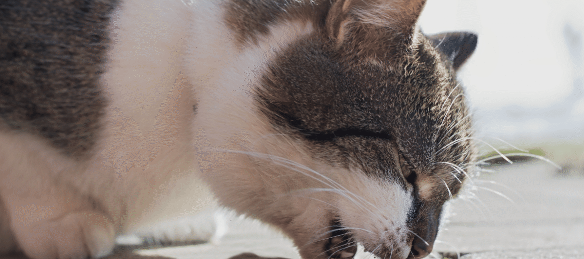 Gato vomitando espuma branca pode indicar mais do que bolas de pelo