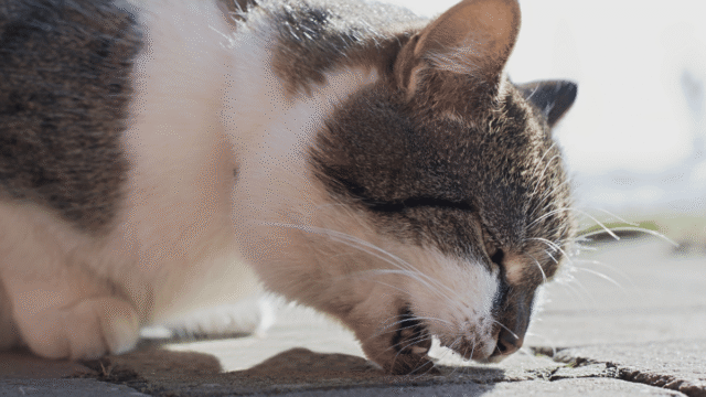 Gato vomitando espuma branca pode indicar mais do que bolas de pelo