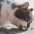 Gato vomitando espuma branca pode indicar mais do que bolas de pelo