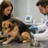 Como saber se o cachorro está com febre? Sinais além da temperatura