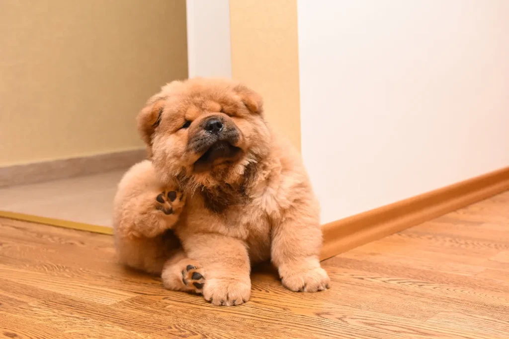 Cachorro se coçando por conta de pulgas e carrapatos