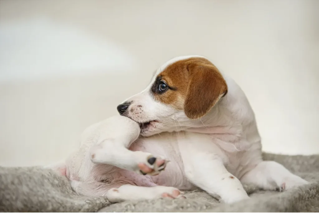 Cachorro se mordendo por conta de pulgas