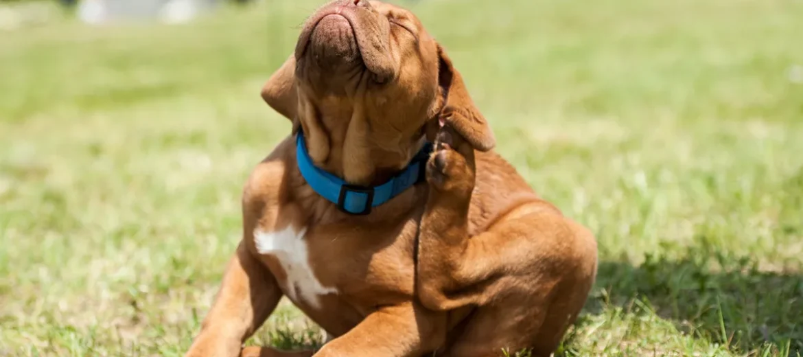 Pulga de cachorro pode infestar a casa inteira em poucos dias