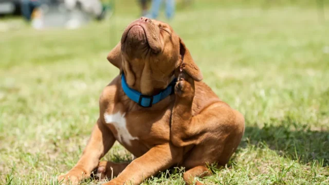 Pulga de cachorro pode infestar a casa inteira em poucos dias