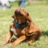 Pulga de cachorro pode infestar a casa inteira em poucos dias