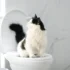 Gato não consegue urinar? Como reconhecer a obstrução urinária felina (uma emergência real)