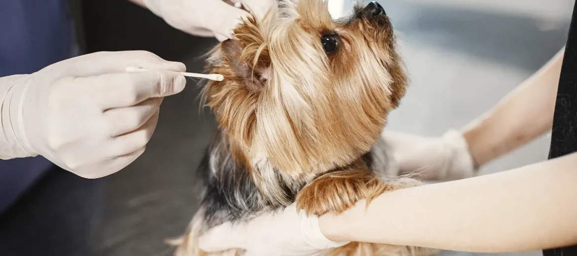 Emergência Veterinária: Guia de sobrevivência para tutores e onde ir