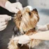 Emergência Veterinária: Guia de sobrevivência para tutores e onde ir