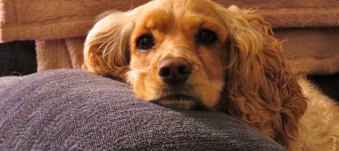 Cachorro com Dor de Barriga? Como Identificar e Aliviar o Desconforto