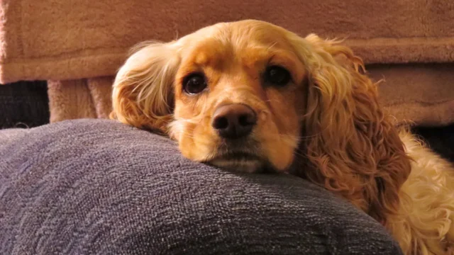 Cachorro com Dor de Barriga? Como Identificar e Aliviar o Desconforto