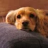 Cachorro com Dor de Barriga? Como Identificar e Aliviar o Desconforto