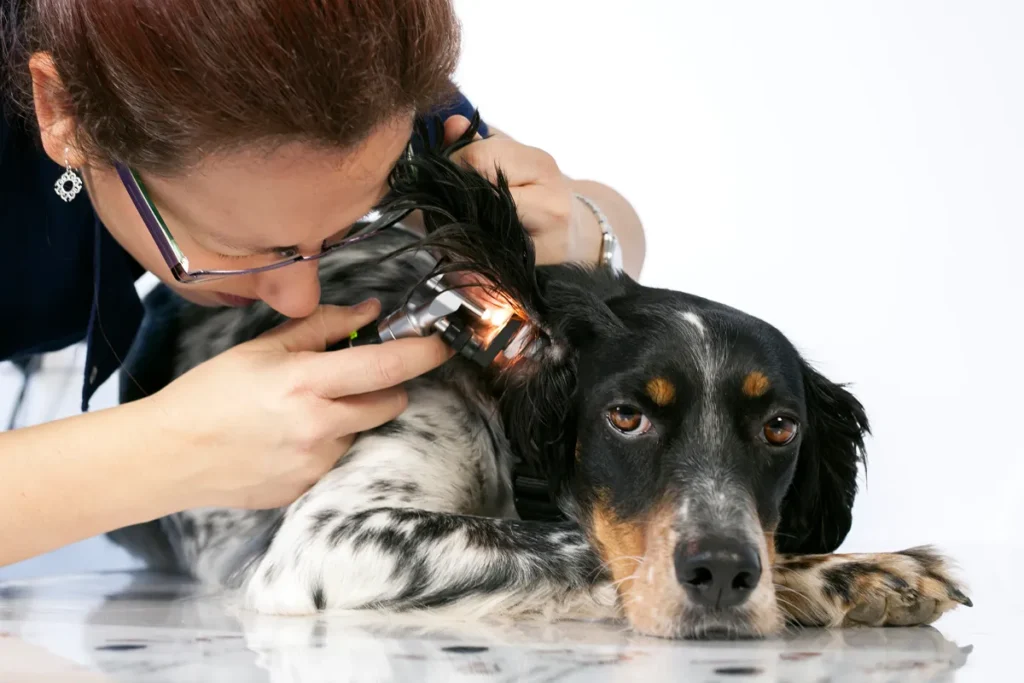 Médica veterinária analisando orelha de cachorro