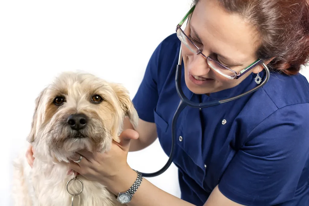 Veterinária analisando batimentos cardíacos de cachorro