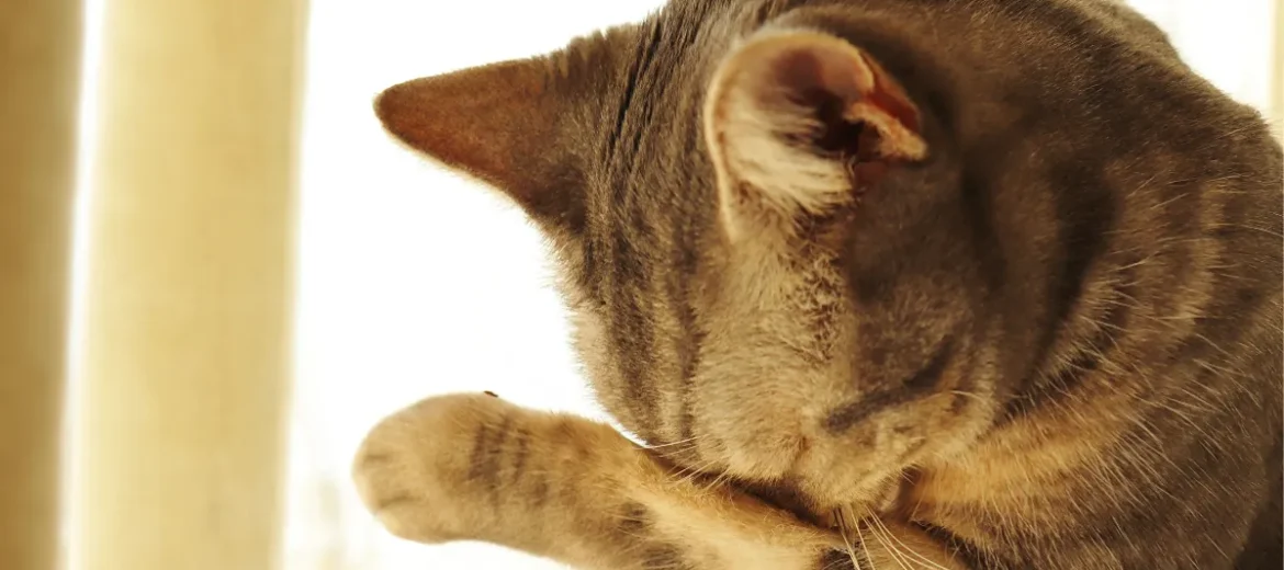 Olho do Gato Lacrimejando e Fechado: o que Esse Sinal Pode Indicar?