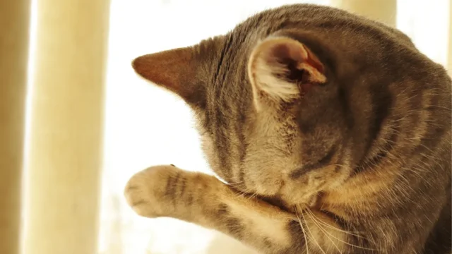 Olho do Gato Lacrimejando e Fechado: o que Esse Sinal Pode Indicar?