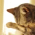 Olho do Gato Lacrimejando e Fechado: o que Esse Sinal Pode Indicar?