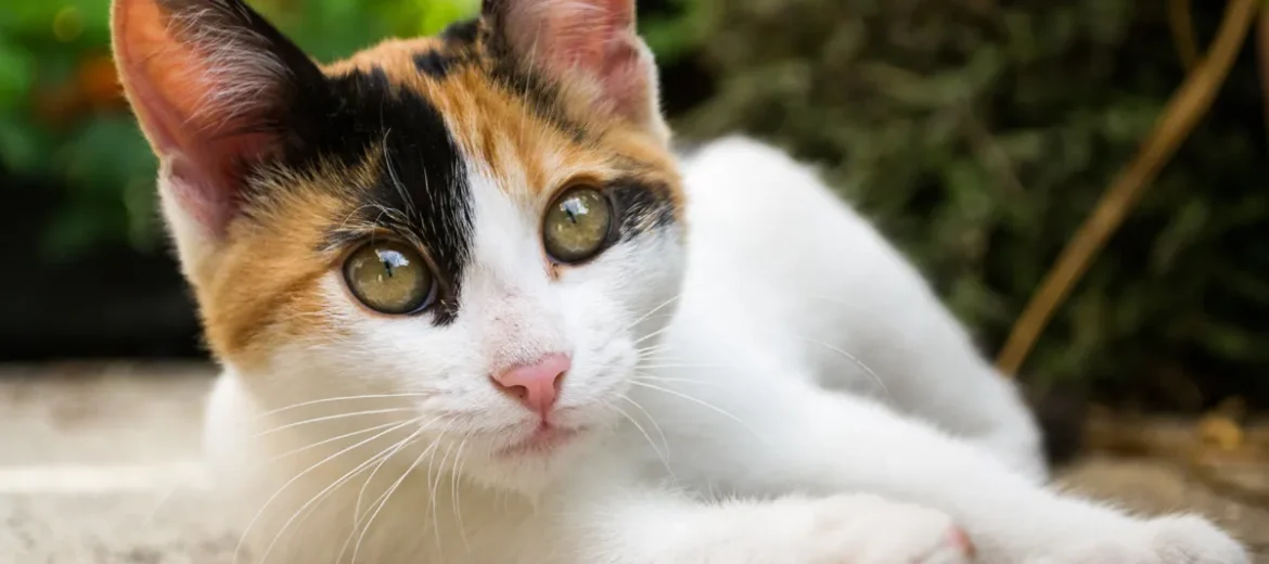 FIV e FeLV: Sintomas Silenciosos que Merecem Atenção