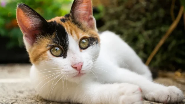 FIV e FeLV: Sintomas Silenciosos que Merecem Atenção