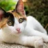 FIV e FeLV: Sintomas Silenciosos que Merecem Atenção