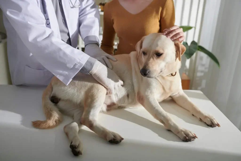 Cachorro tratando dor de barriga no veterinário
